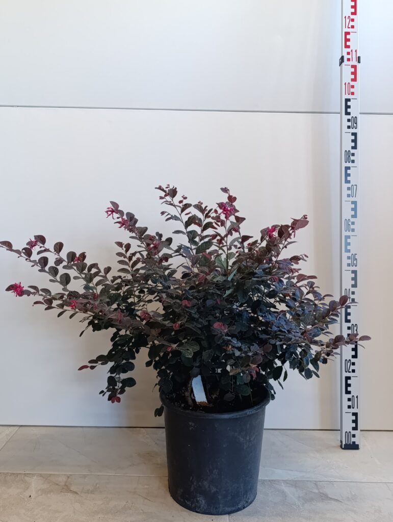 3320 LOROPETALUM CLT10