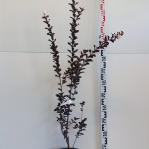 3323 LAGERSTROEMIA INDICA clt 10