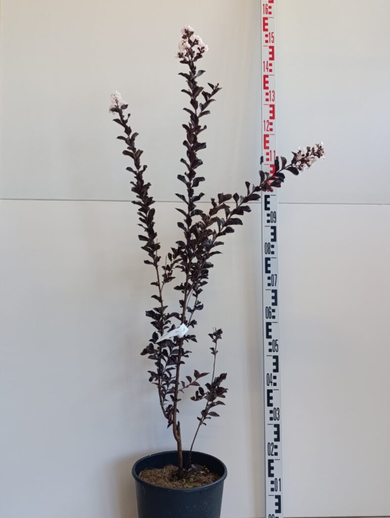 3323 LAGERSTROEMIA INDICA clt 10