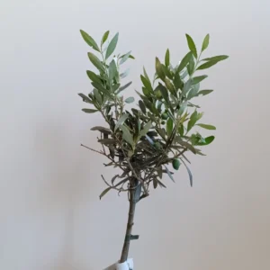 596 OLEA EUROPEA