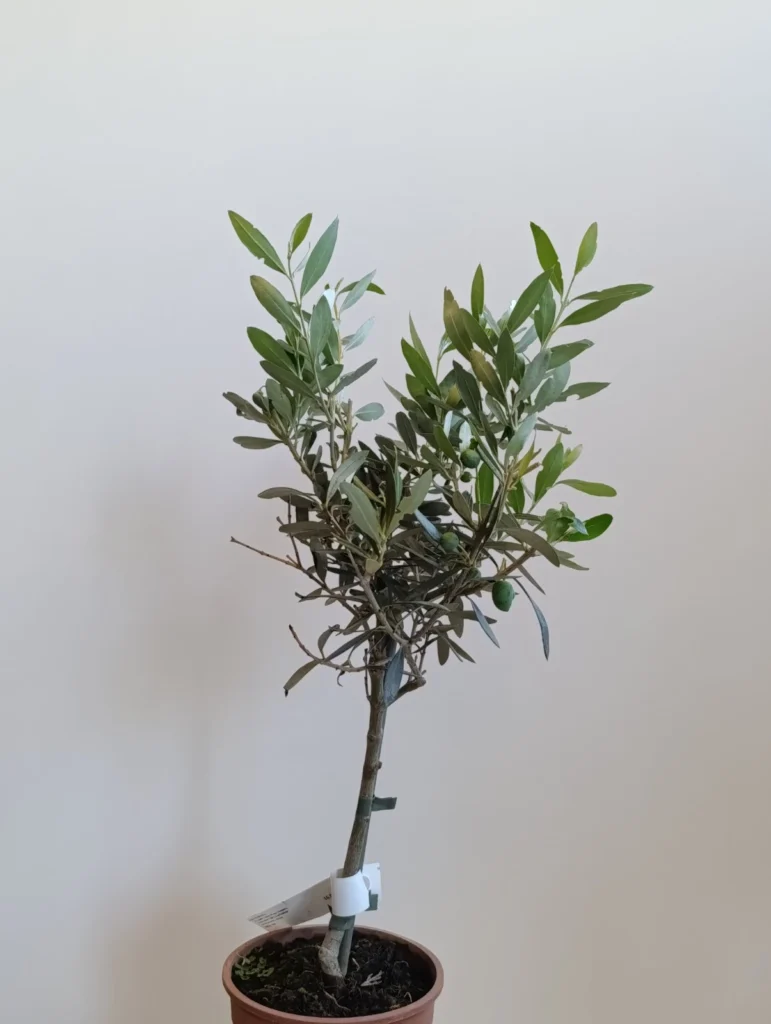596 OLEA EUROPEA