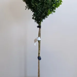 734 BUXUS SEMPERVIRENS C7 1/4STD