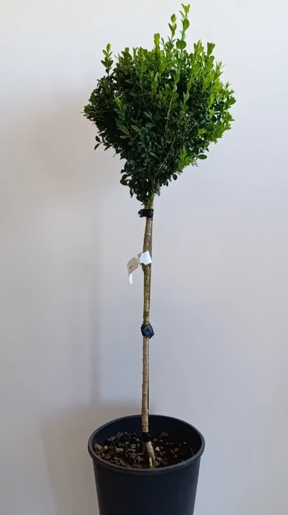 734 BUXUS SEMPERVIRENS C7 1/4STD
