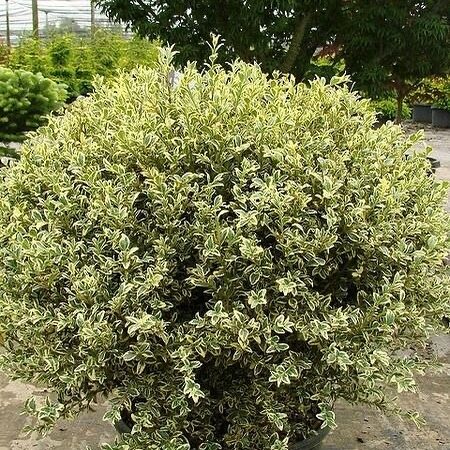 Buxus Variegata – prirodni kipar među biljkama
