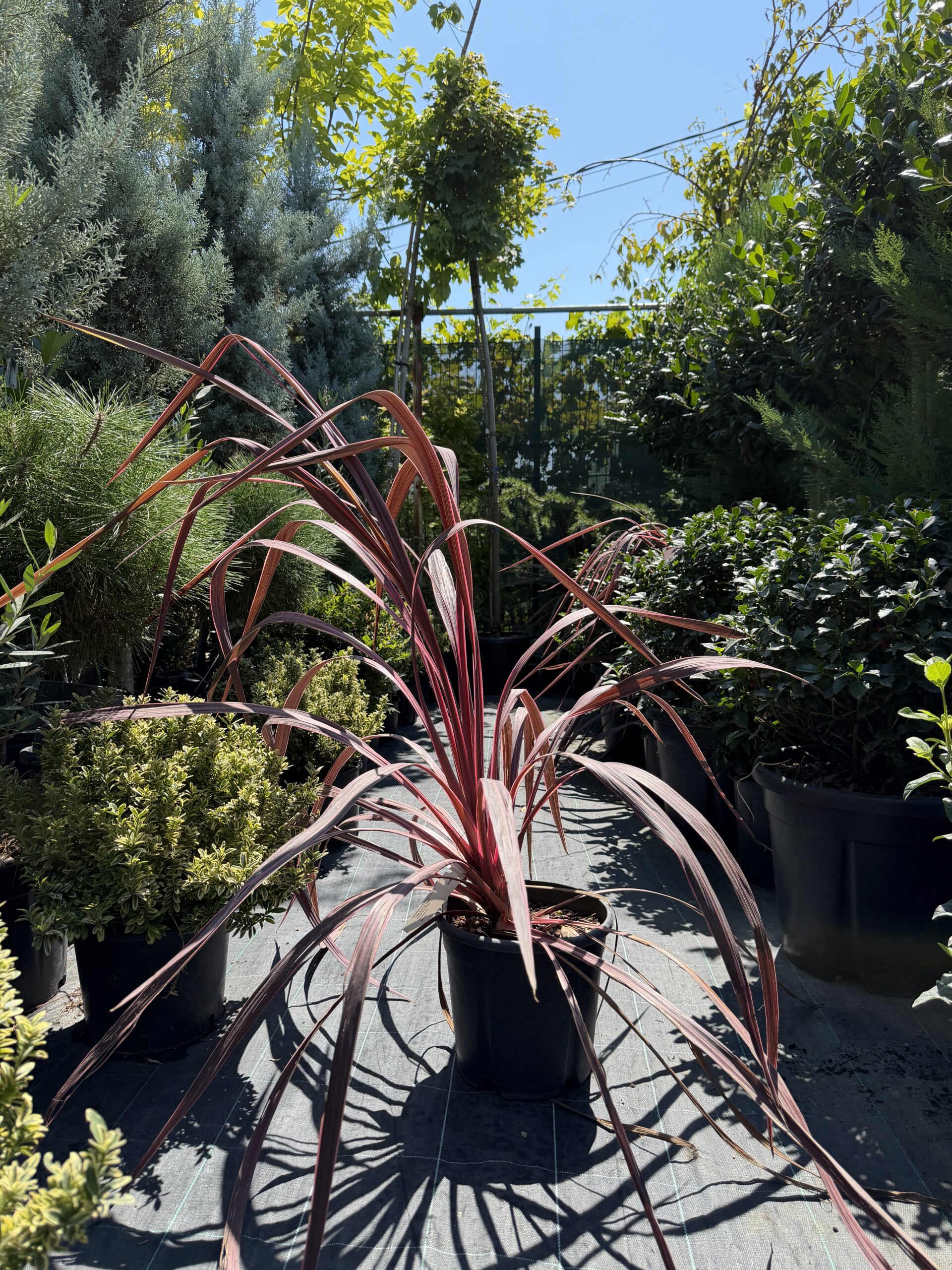 1652 CORDYLINE BAN.ELECTRIC PINK C10 H90/100