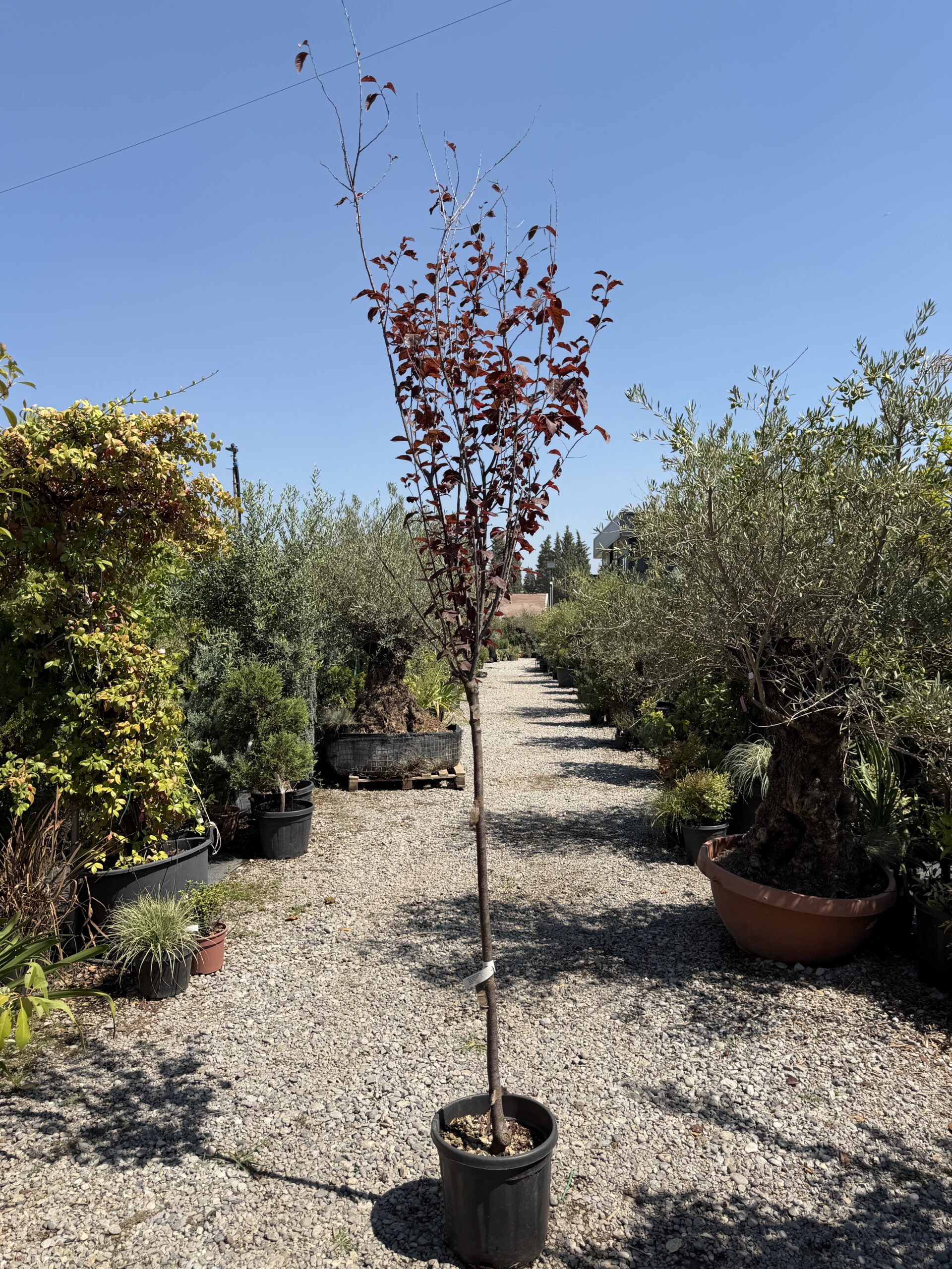 263 PRUNUS CER. PISSARDI C18 CIR.8/10