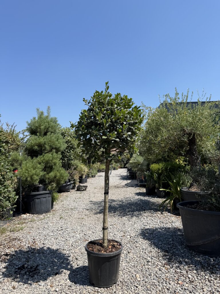 2919 ILEX AQUIFOLIUM NELLIE STEVENS C25 1/2 STD HT80 D50/55