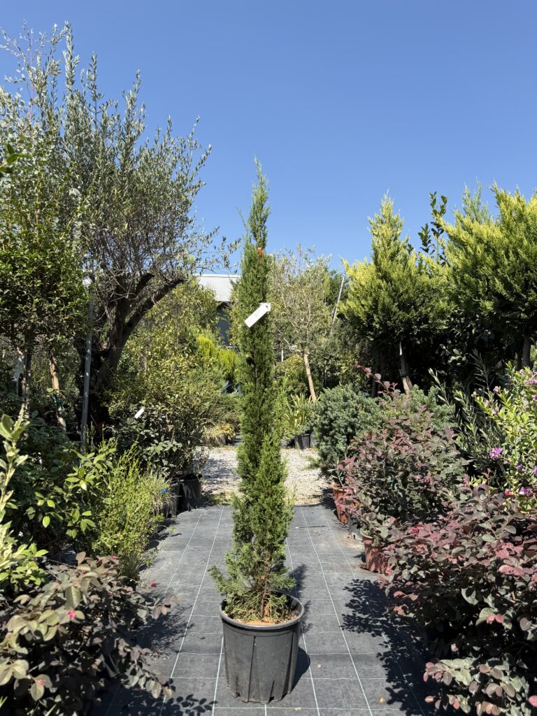 1665 CUPRESSUS SEMPERVIRENS TOTEM C10