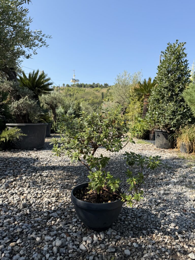 2677 RHODODENDRON COTOLA CLT 18