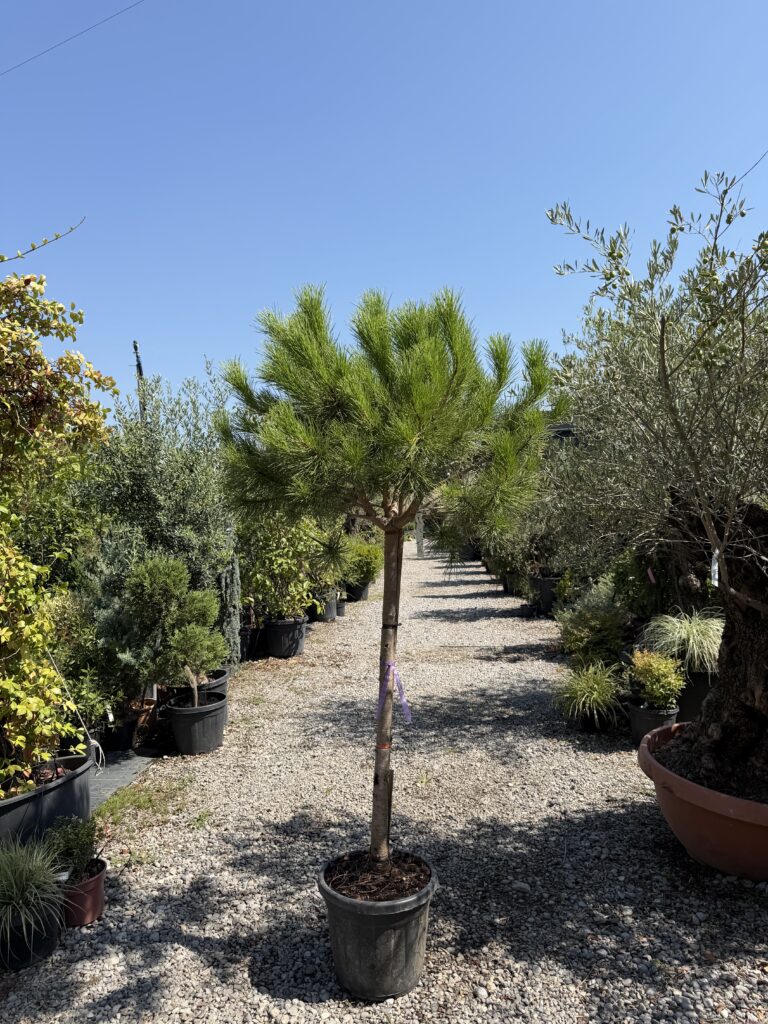 1707 PINUS PINEA C25 1/2 STD CIR 12/16