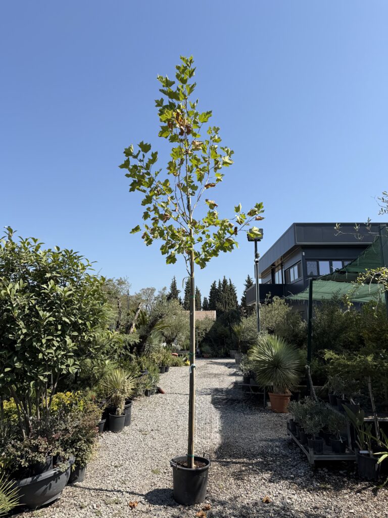 3085 PLATANUS ACERIFOLIA C30 CIR 10/12