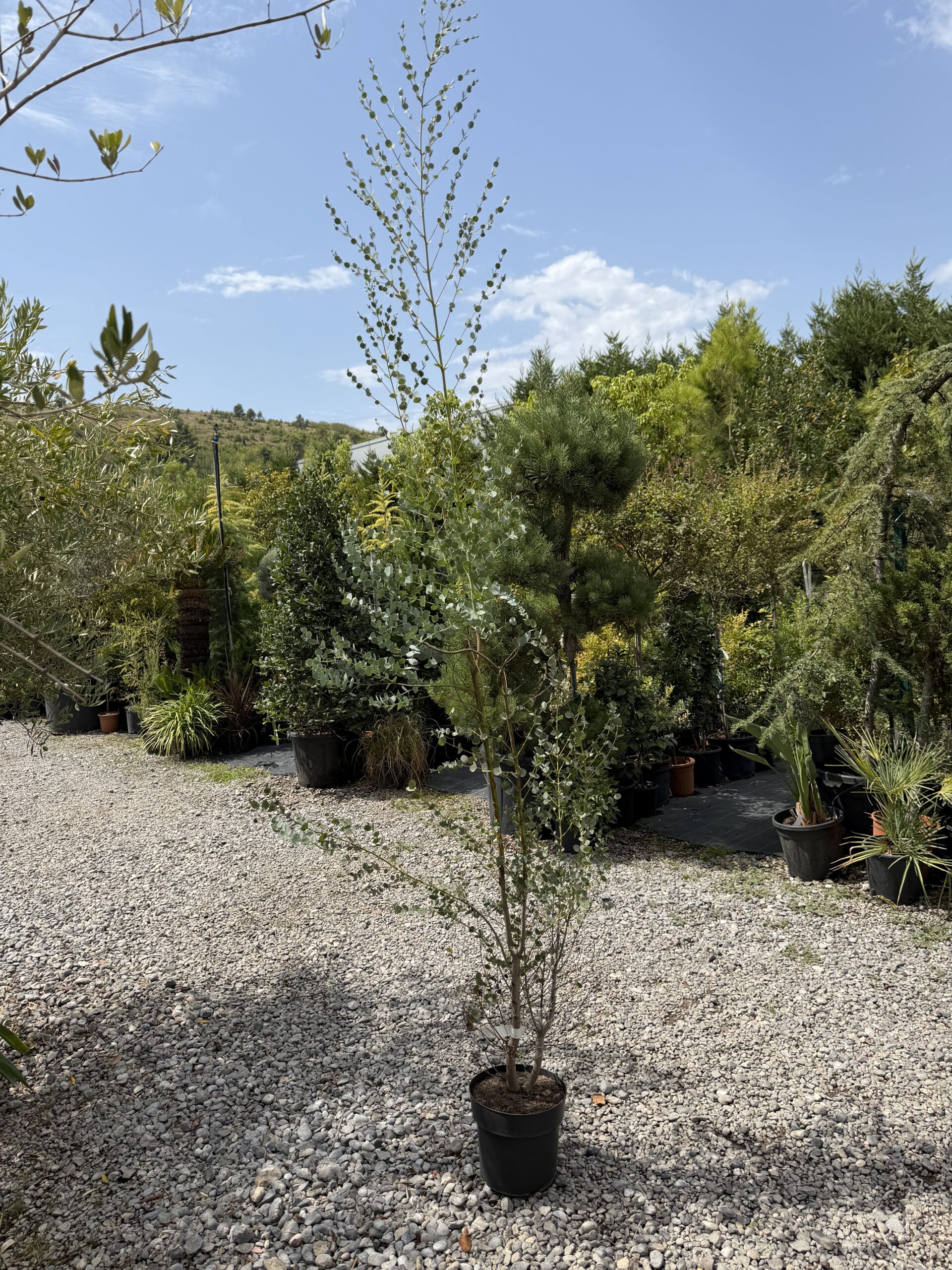 2752 EUCALYPTUS GUNNI CESP/BUSH 24