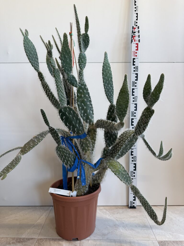 3271 OPUNTIA