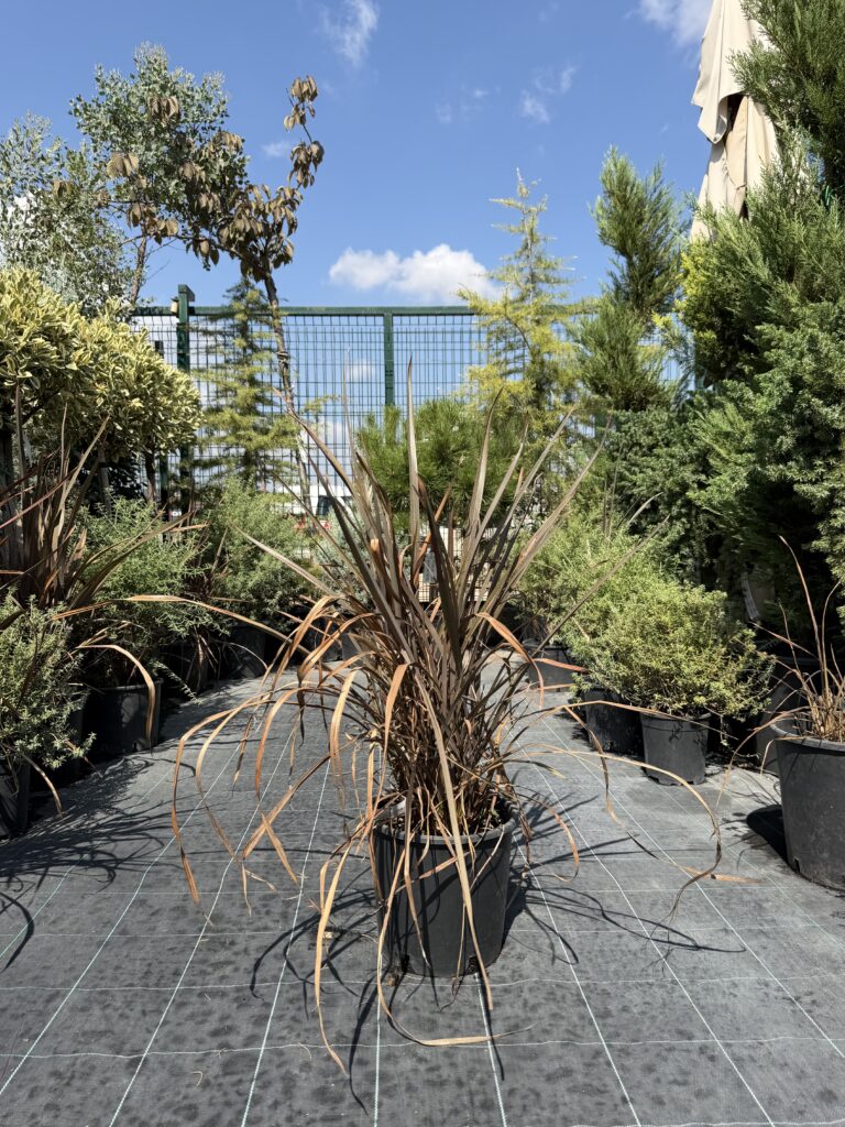 659 PHORMIUM TENAX PURPUREUM C7/10 H80/100