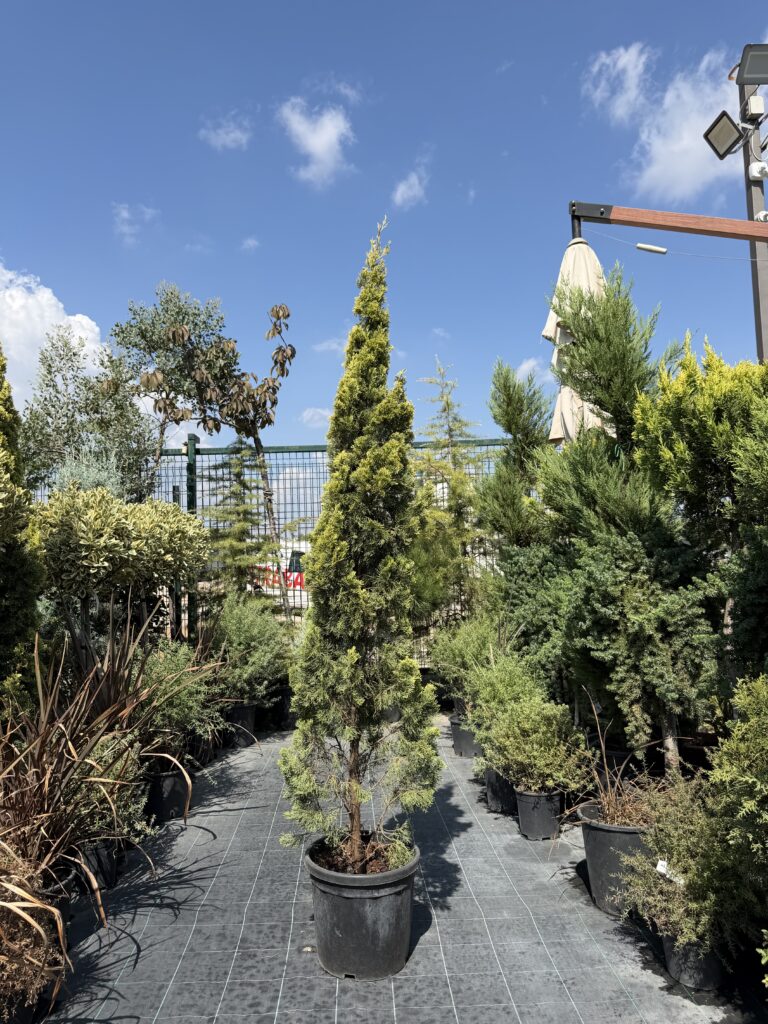 2019 CUPRESSUS SEMPERVIRENS SWANE GOLDEN C15 H 120/130