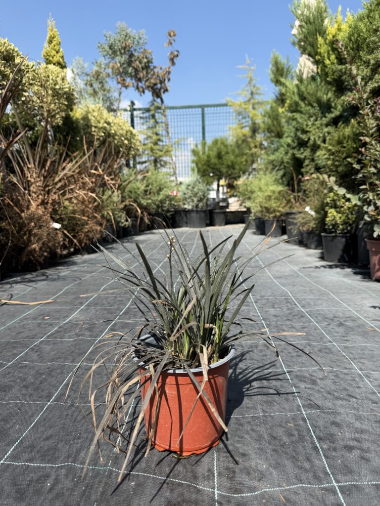 3107 OPHIOPOGON NIGRESCENS C2