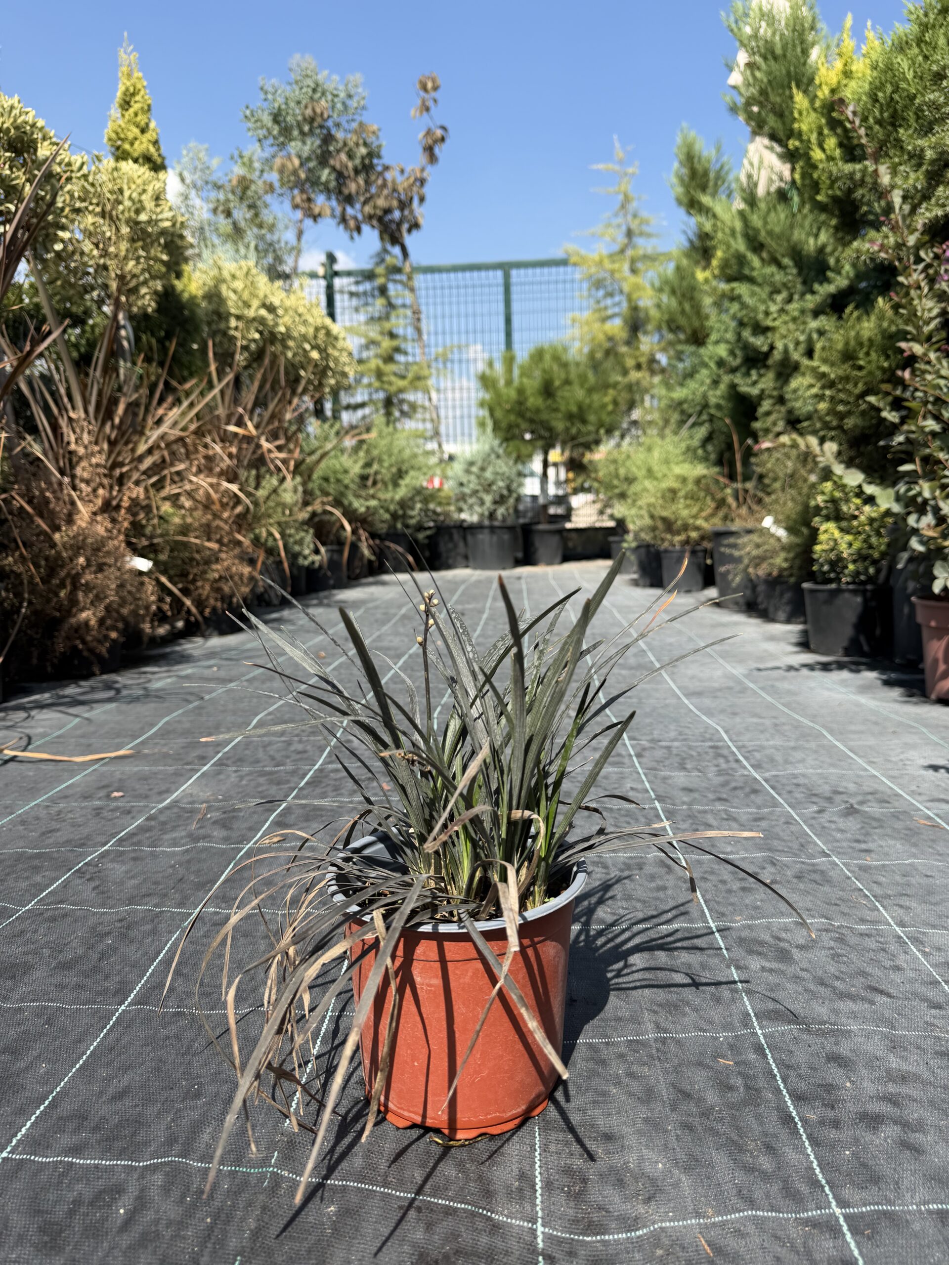 3107 OPHIOPOGON NIGRESCENS C2