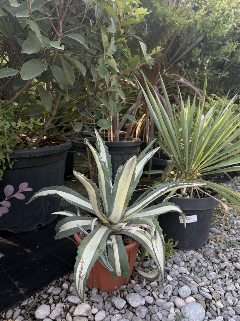 464 AGAVE AMERICANA/VARIEGATA C3