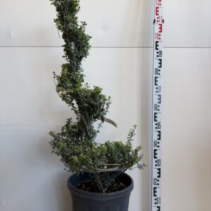 041 ILEX CRENATA C18 H100 SPIRAL