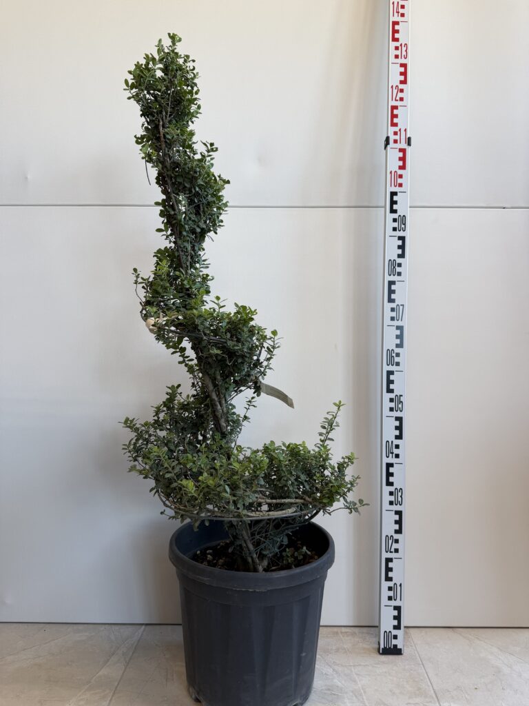 041 ILEX CRENATA C18 H100 SPIRAL