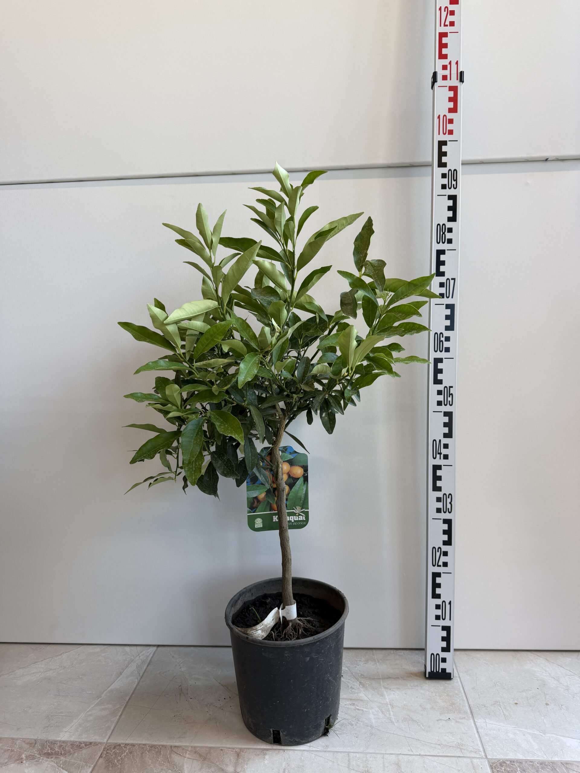 280 CITRUS JAPONICA KUMKUAT C7 H70/80 - Fortunela
