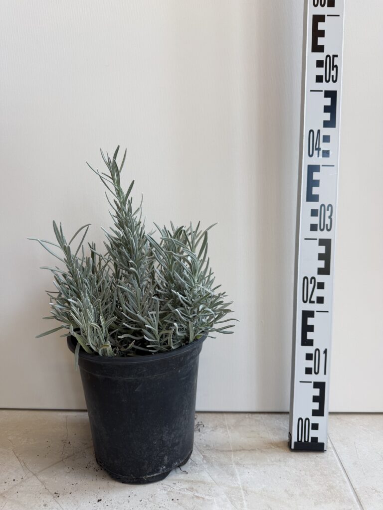 3350 LAVANDA