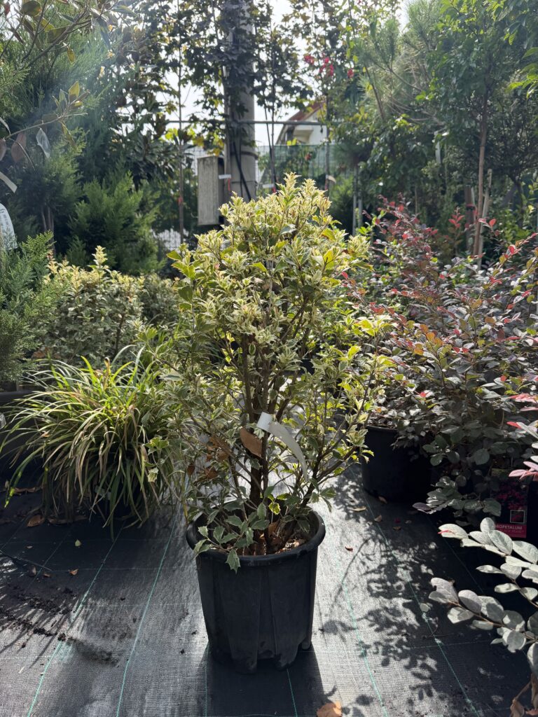 421 OSMANTHUS HETEROPHYLLUS TRICOLOR C10