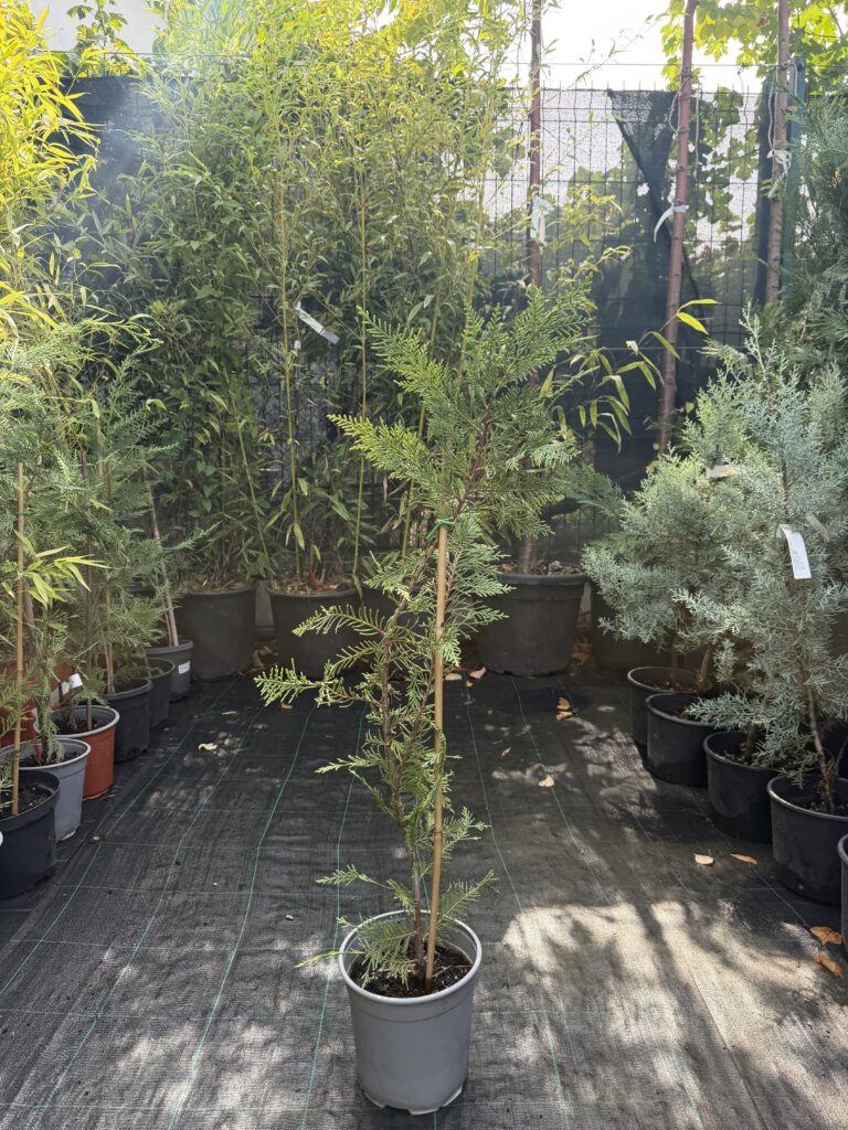 1167 CUPRESSOCYPARIS LEYLANDII seedling 7 x 7
