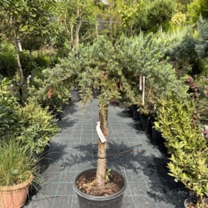 2121 JUNIPERUS CONFERTA SLAGER C10 1/4 STD
