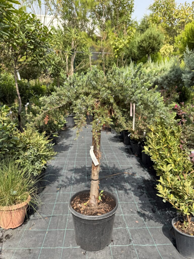 2121 JUNIPERUS CONFERTA SLAGER C10 1/4 STD