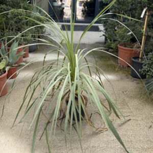 745 CORDYLINE AUSTRALIS C3 H80/100