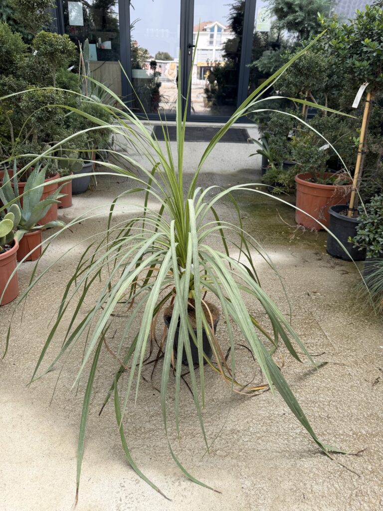 745 CORDYLINE AUSTRALIS C3 H80/100