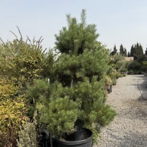 2454 PINUS SYLVESTRIS BONSAI IN DECOPOT H190/200+