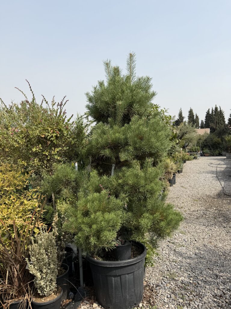 2454 PINUS SYLVESTRIS BONSAI IN DECOPOT H190/200+