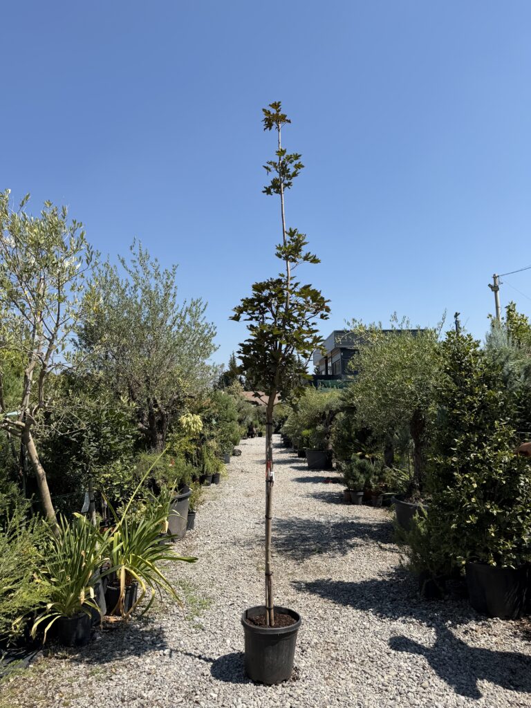3253 ACER PLATANOIDES CRIMSON CENTRY C20 3/4 STD