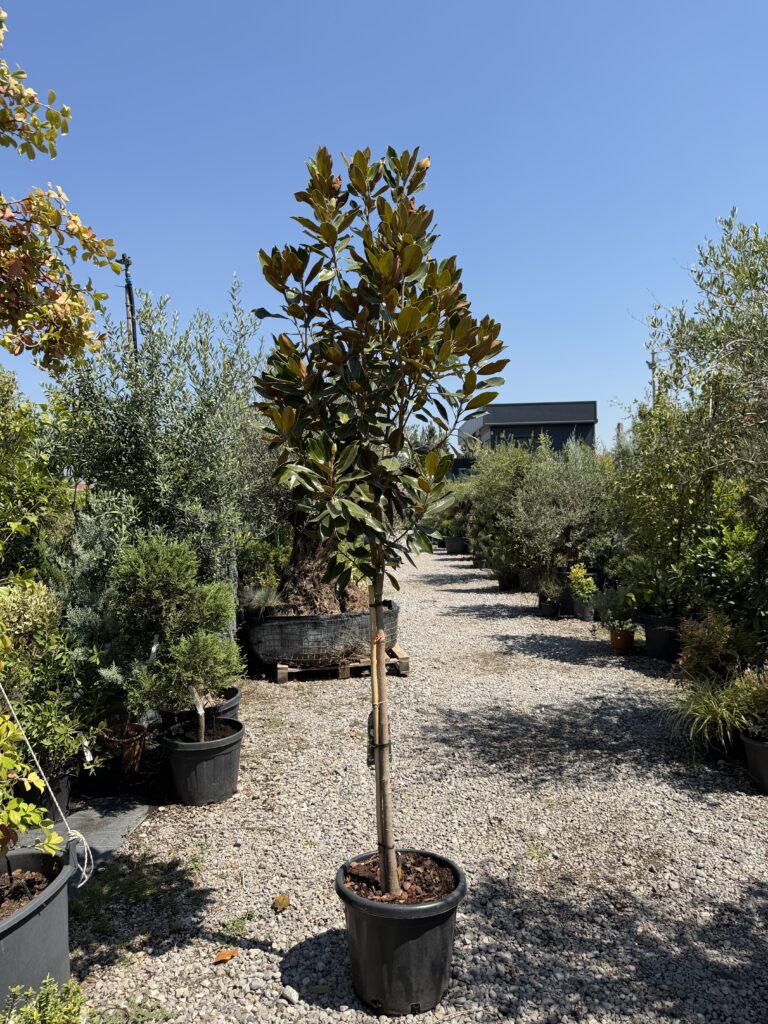 250 MAGNOLIA GRAN.LITTLE GEM C25 1/2 STD HT90