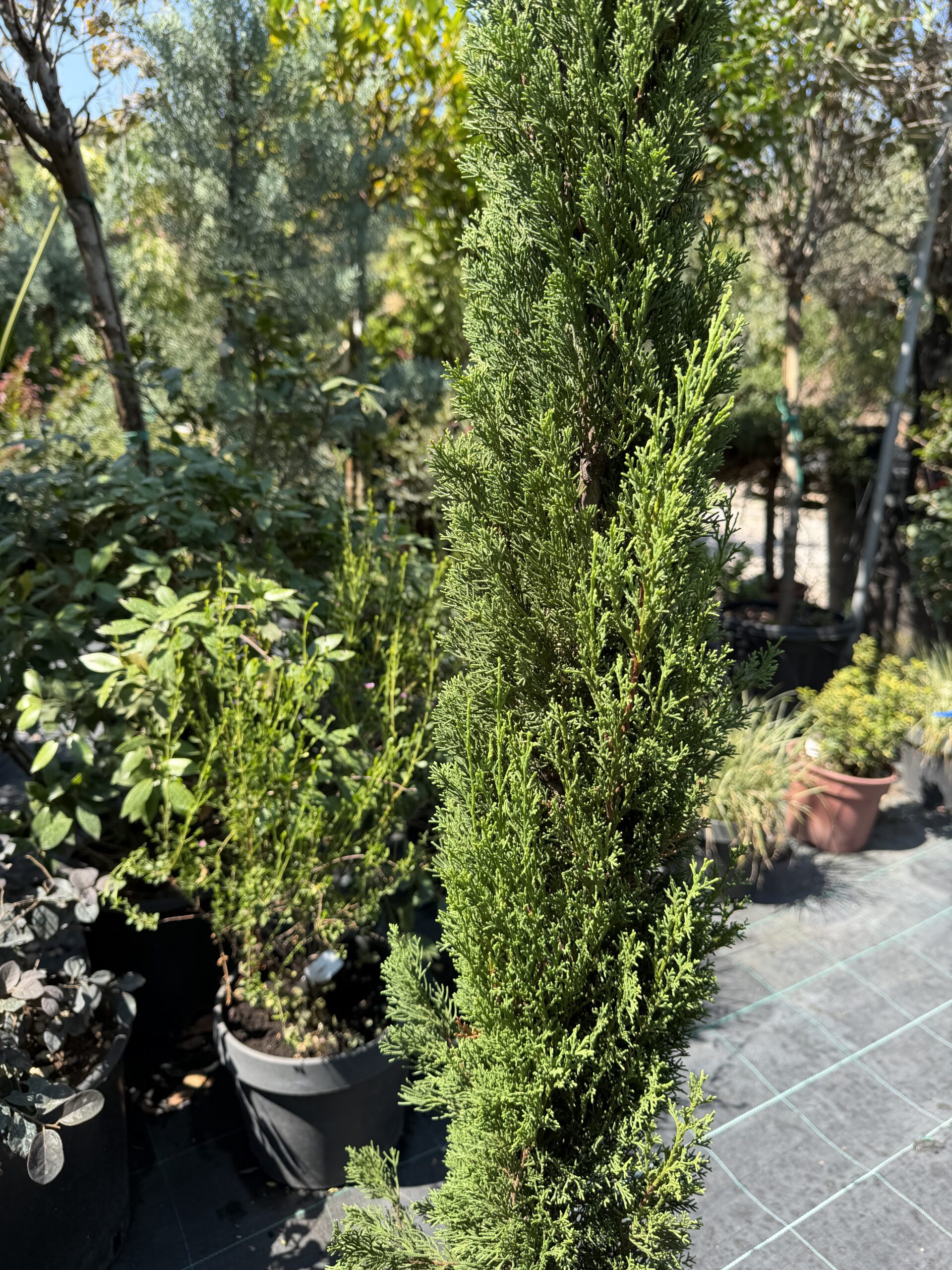 1665 CUPRESSUS SEMPERVIRENS TOTEM C10 - Image 2