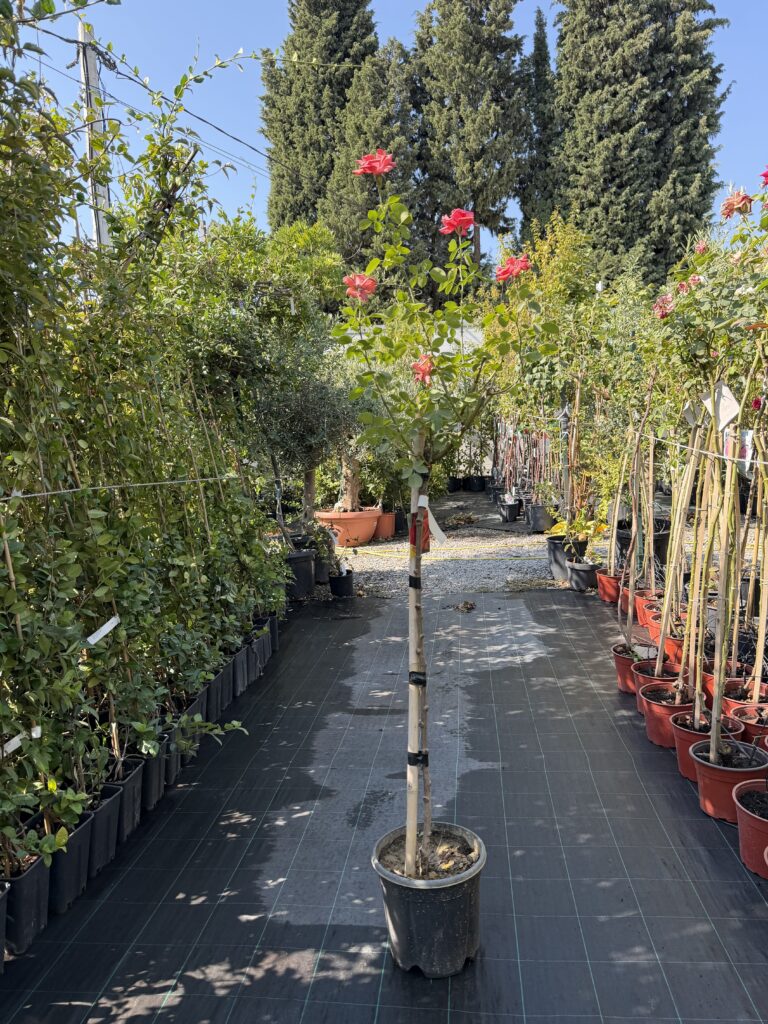 2039 ROSA GRANDIFLORA C10 1/2 STD
