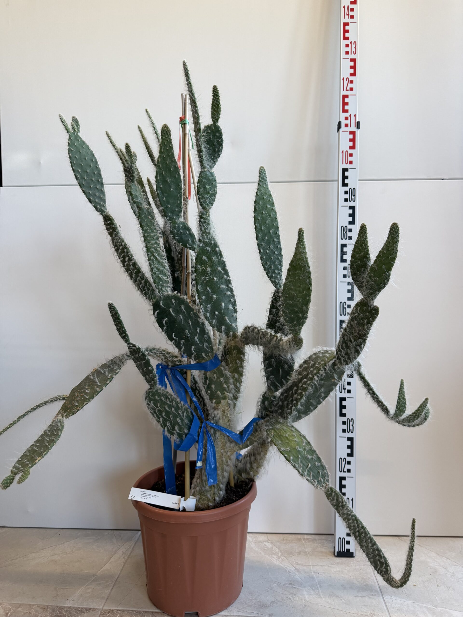 3271 OPUNTIA - Image 2