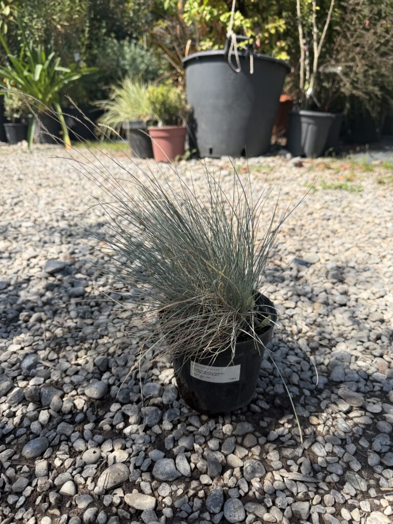 3095 FESTUCA GLAUCA C2