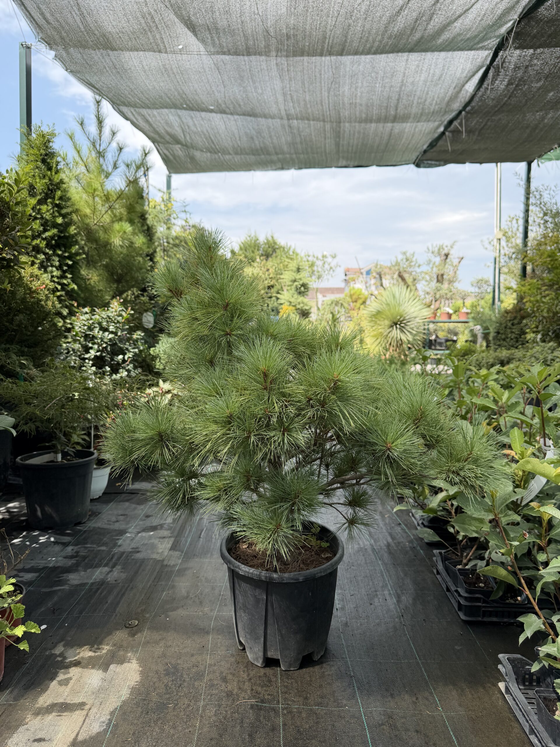 2303 PINUS RADIATA