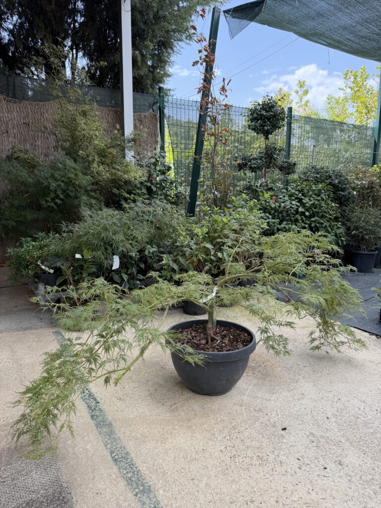 3076 ACER DISSECTUM VIRIDIS IN DECOPOT D40 D90/100+