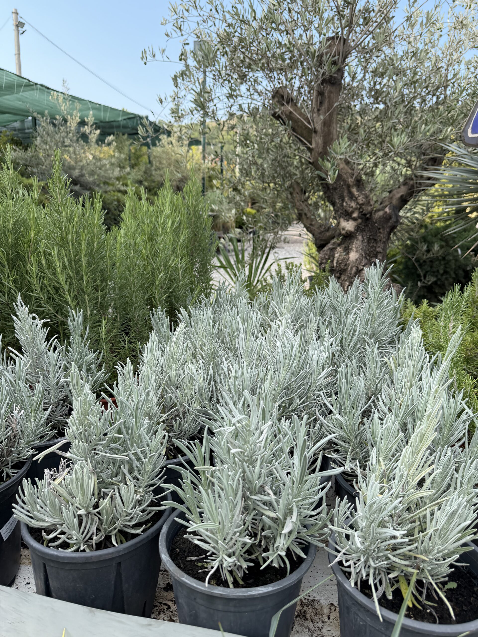 3350 LAVANDA - Image 2