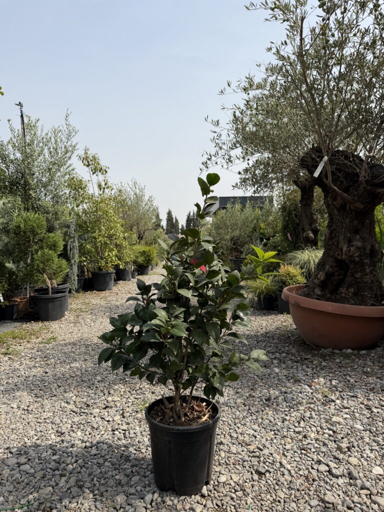 1333 CAMELIA JAPONICA C10 H100/120