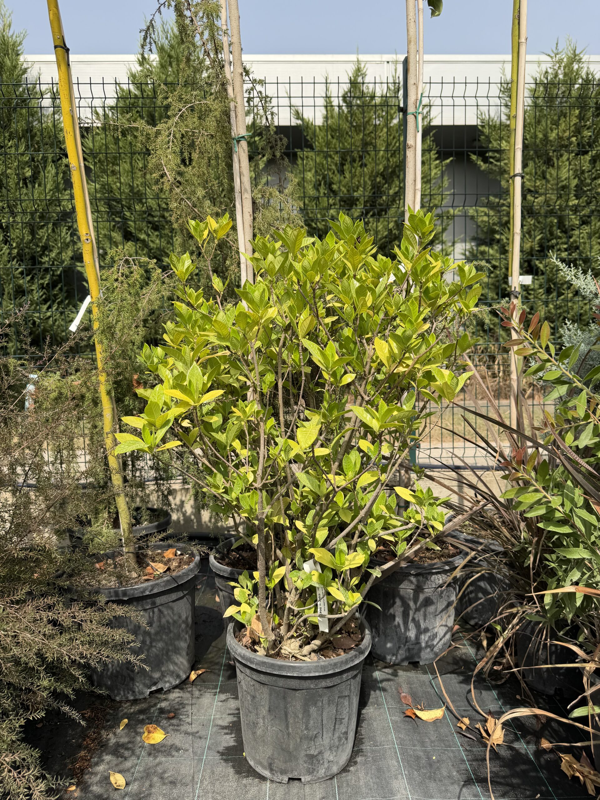 387 GARDENIA GRANDIFLORA C25