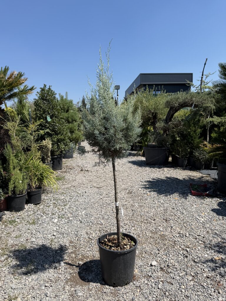 2879 CUPRESSUS ARIZONICA FASTIGIATA C15 1/2 STD