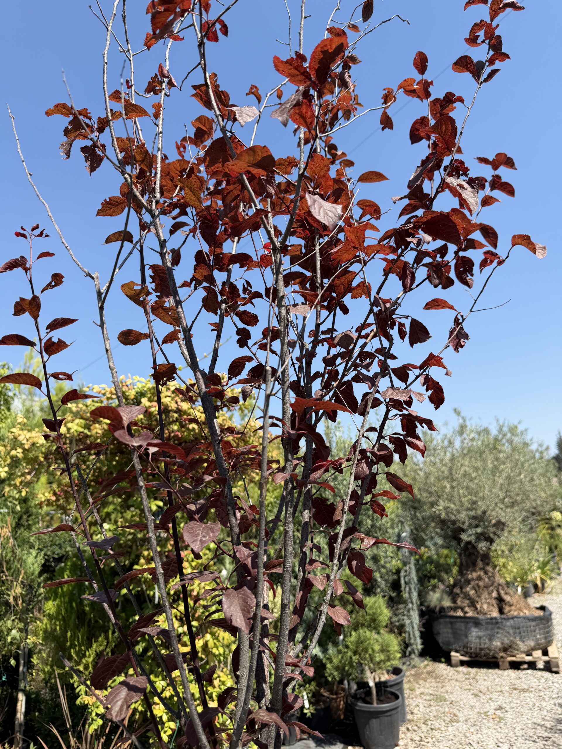 263 PRUNUS CER. PISSARDI C18 CIR.8/10 - Image 2