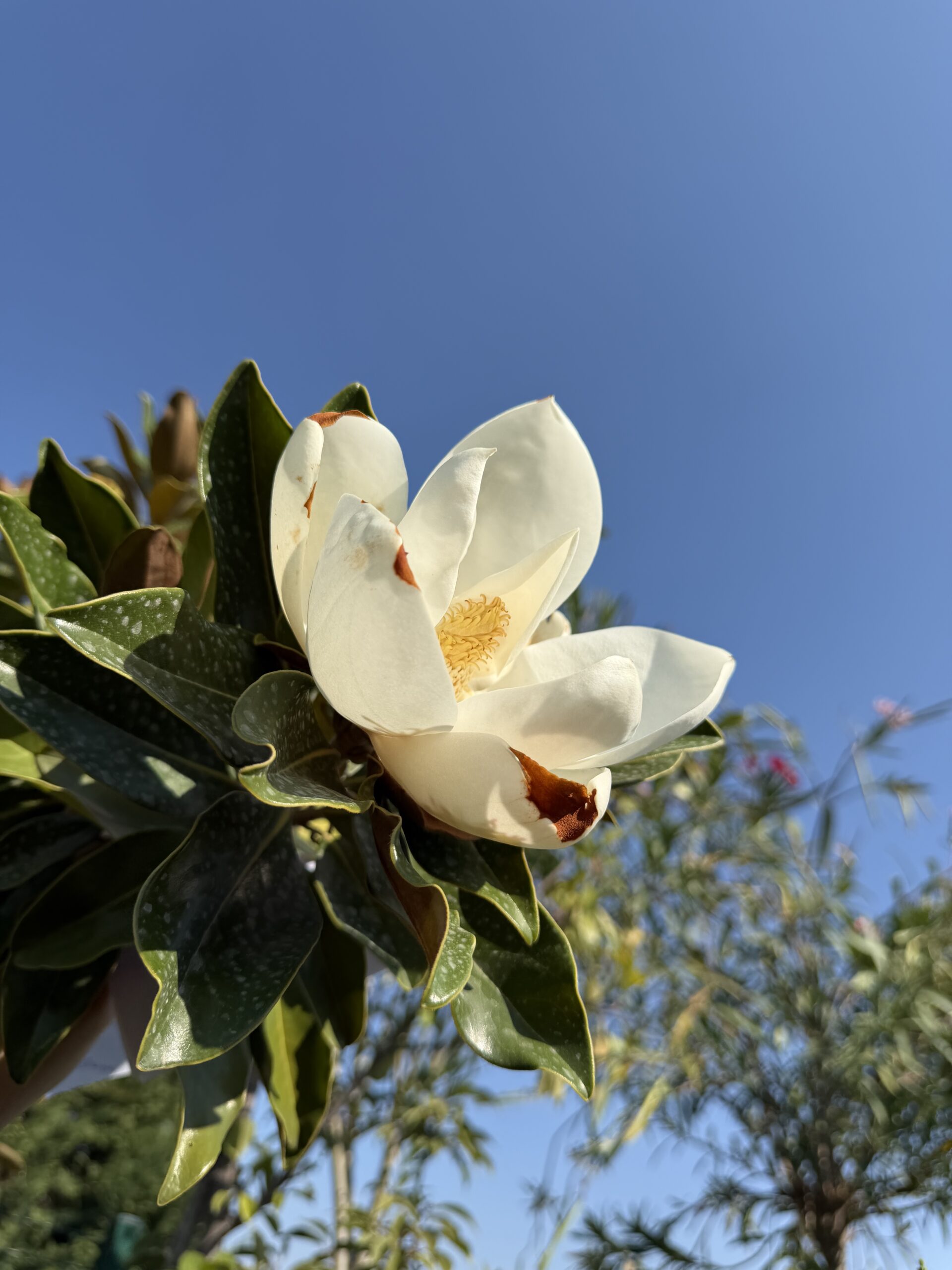 251 MAGNOLIA GRAN. LITTLE GEM C10 - Image 2