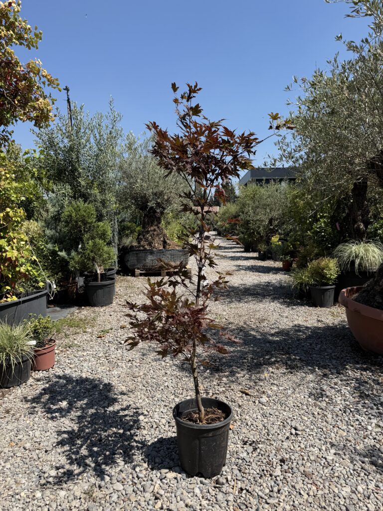 2598 ACER PALMATUM BLOODGOOD C10 H100/130
