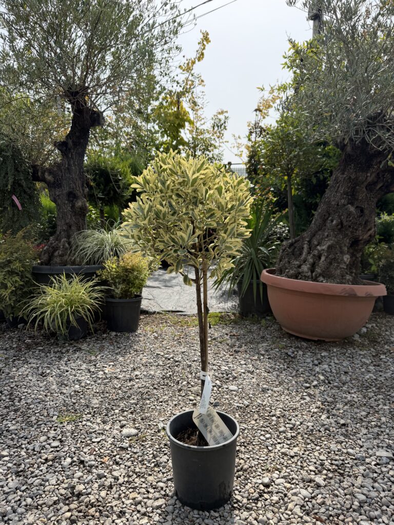2021 EUONYMUS JAP.BRAVO C10 1/4 STD